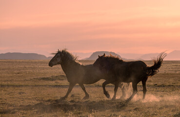 Pair of Wild Horse Stallions Fighting at Sunrise in the Utah Desert