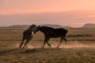 Fototapeta na wymiar Pair of Wild Horse Stallions Fighting at Sunrise in the Utah Desert