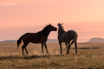 Fototapeta na wymiar Pair of Wild Horse Stallions Fighting at Sunrise in the Utah Desert