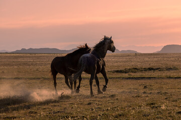 Pair of Wild Horse Stallions Fighting at Sunrise in the Utah Desert
