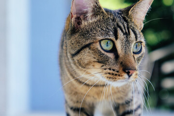 Beautiful tabby cat with green eyes and red nose spends time outdoors, close up, focus on the eyes. Copy space for text. Domestic European shorthair ten months old cat.