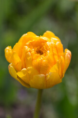 Lush and large double orange-yellow flower tulip Orange Angelique close up