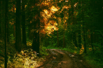Sunny forest in the early morning. the concept of unity with nature. Walking in the woods after the rain. birdsong and the rays of the sun delight the eye in the early morning. selective soft focus