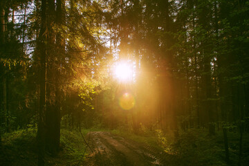 Obraz premium Bright morning sun in the forest. the concept of unity with nature. A walk through the forest after the rain. birdsong and the rays of the sun delight the eye in the early morning.selective soft focus