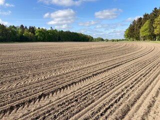 Ackerland mit frischem Mais im Frühling 