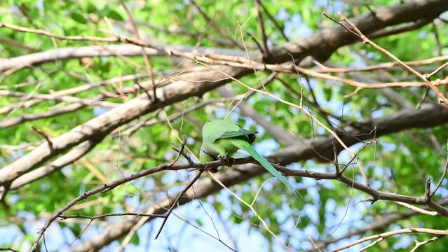 Green Parrot on a branch of a tree.
Bird observation, 4k footage in real time