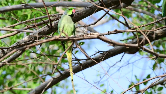 Green Parrot on a branch of a tree.
Bird observation, 4k footage in real time