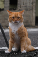 Cute orange cat