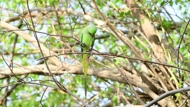 Green Parrot perches gracefully on a tree branch, urban wildlife and bird observation