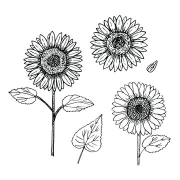 Sunflowers set vector illustration, hand drawing sketch