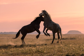 Pair of Wild Horse Stallions Fighting at Sunrise in the Utah Desert