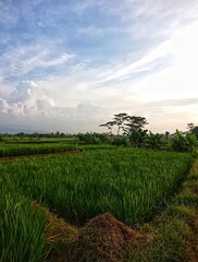 Obraz premium field and blue sky