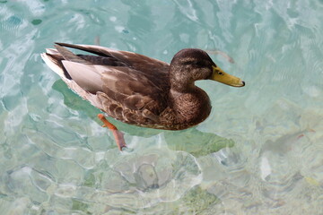 A duck in very clear water at Plitvice Lakes National Park Croatia.