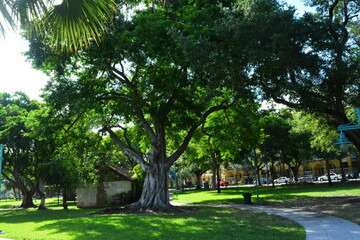 trees in the park