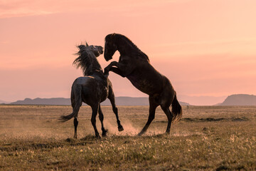 Obraz na płótnie Canvas Pair of Wild Horse Stallions Fighting at Sunrise in the Utah Desert