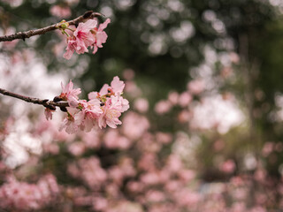 sakura trees, pink cherry blossom