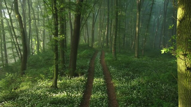 Aerial view of the forest full of blooming wild garlic in Transylvania
