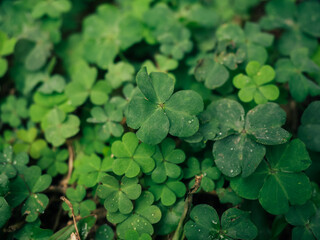 Lucky clover leaves cover background