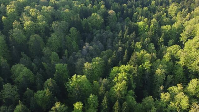 Aerial top view of the green forest with foliage in spring warm sunlight 