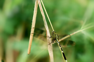 dragonfly resting on a leaf