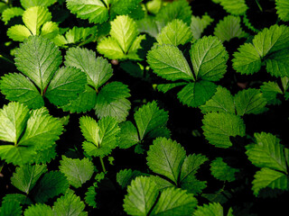 The Mock Strawberry plant for ground cover in the garden