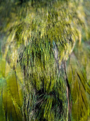 full-frame close up green fur texture of the bird - 507095894