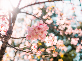 sakura trees, pink cherry blossom