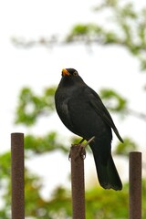 Blackbird (Turdus merula). The bird sits on a metal fence.