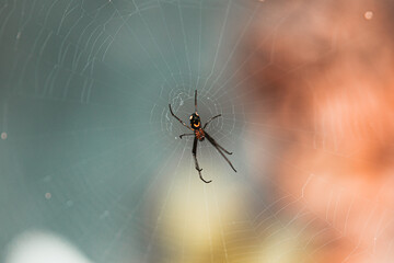 Spider smiling on web