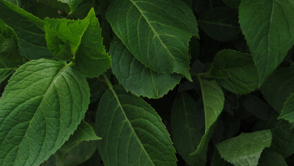Green leaves texture background. Natural background and wallpaper