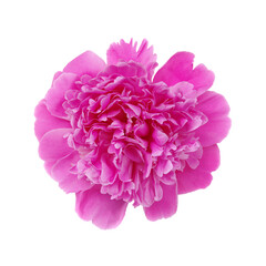 Peony flower isolated on white