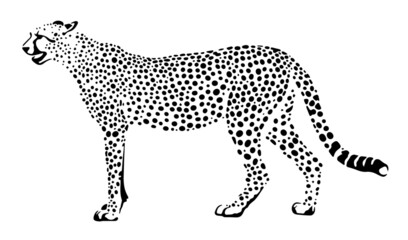 cheetah vector illustration