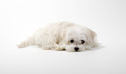 Puppy Maltese lapdog isolated on white