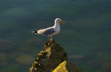 Seagull on the breakwater. Calm on the sea.