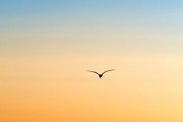 The silhouette of a flying seagull against the background of a blue-yellow sunset sky.