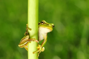 Foto op Plexiglas Green tree frog on grass © Alekss
