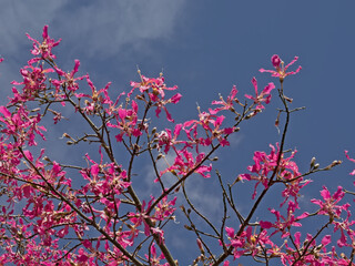 Sunny bright pink silk floss tree flowers on a blue sky - Ceiba speciosa 