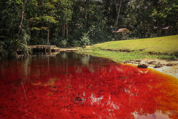 Iracoubo, French Guiana Crique Morpio is a stream of water in the Amazon jungle where the river...