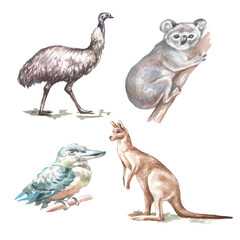 Naklejka premium Animals Australia graphic illustration hand drawn koala ostrich emu isolated on white background set