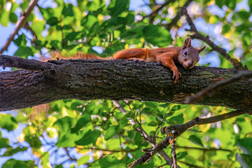 Bright red squirrel on a tree branch. Forest animals. Summer green leaves in sunlight. Environment protection.