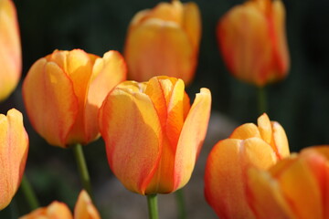 Tulip flowers in the garden.