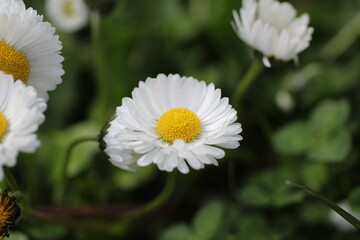 Fototapeta premium White daisy flower , close up. 