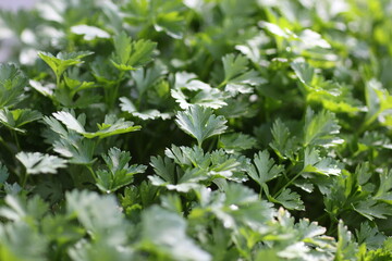 Parsley fresh plant outdoor.