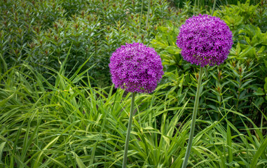 Obraz premium Alium Purple Tribus Allieae