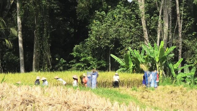 Women working on a paddy field in Bali, Indonesia harvesting rice, semi wide shot wit trees