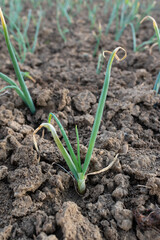 Onion plant in soil with dry leaf tips, tip burn or tip blight disease, yield damage