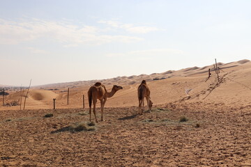Wahiba Desert, Oman. 19-01-2022. 2 camels in the desert.