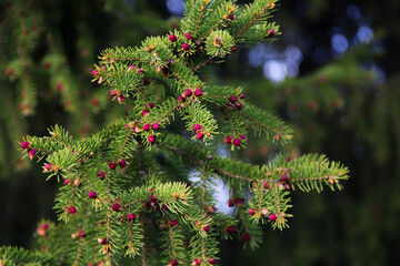 spruce branches close-up vein with red cones