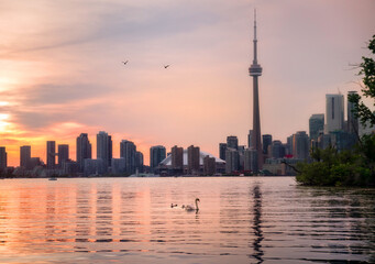 Summer sunset view from Toronto Islands across the Inner Harbour of the Lake Ontario on Downtown Toronto skyline with swans in the foreground
