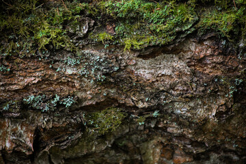 green wet moss on the wet brown bark of a tree. background, pattern